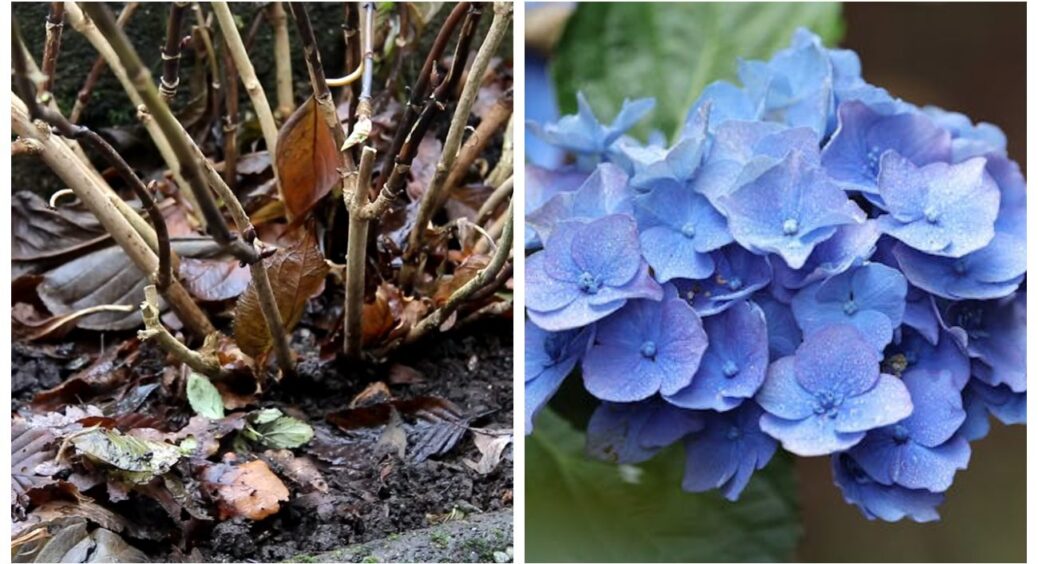 Заморозки пройшлися, а слід лишився: ось чому чорніє листя гортензії великолистої після холодів і що робити 