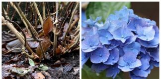 Садівники розповіли, що не можна робити з гортензією взимку