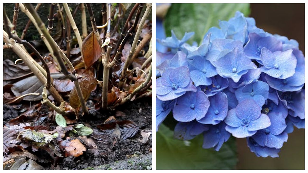 Квітникарі розповіли про догляд за гортензією після заморозків