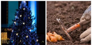 Городники розповіли, чому не пізно посадити цибулю у грудні