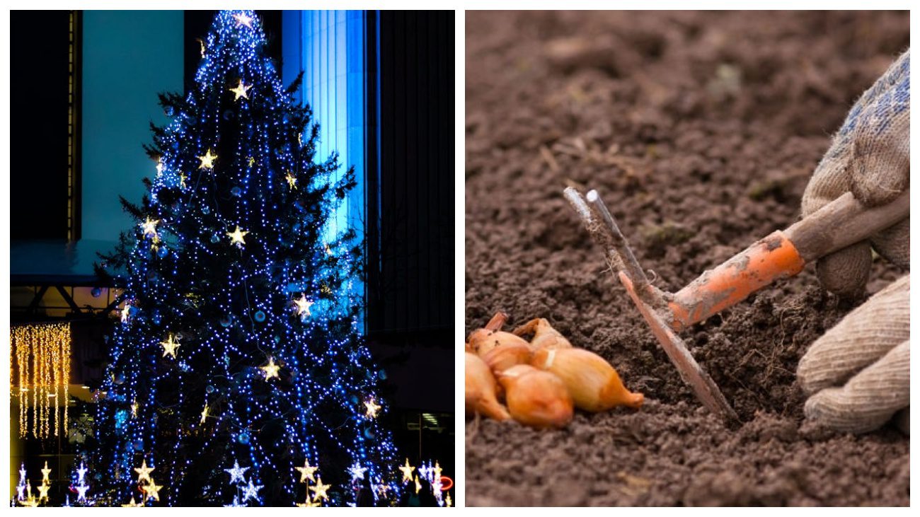 Городники розповіли, чому не пізно посадити цибулю у грудні