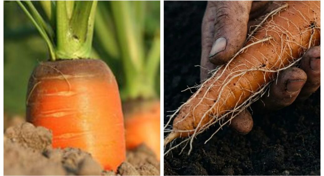 “Бородата”, хоч перукаря викликай: чому морква виростає покритою 1000 корінців та як не допустити цього 