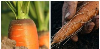 Городники розповіли, чому морква виростає покритою корінцями