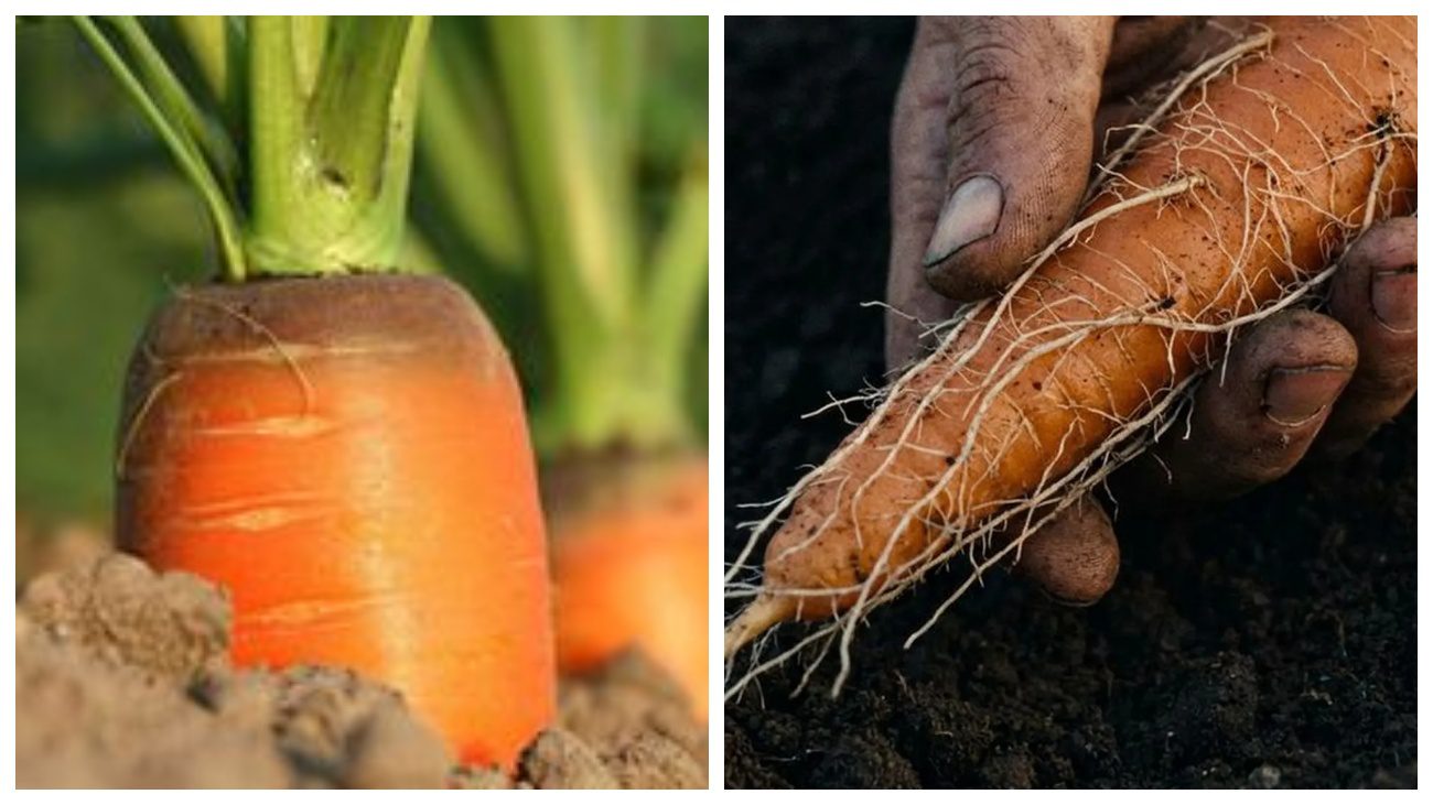 Городники розповіли, чому морква виростає покритою корінцями