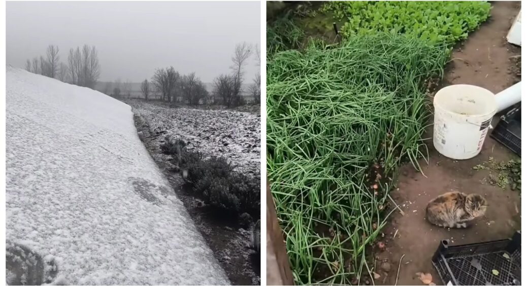 На дворі сніг кружляє, а моя теплиця щедро дарує зелень й не тільки: ось 4 рослини, що збираю під Новий рік 