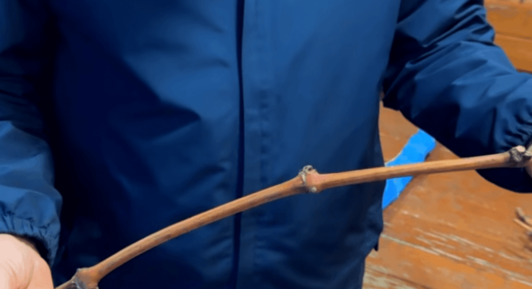 Отримала чубуки поштою — і зависла: куди їх тепер? Продавець дав поради: як треба зберігати живці до весни 