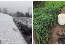 На дворі сніг кружляє, а моя теплиця щедро дарує зелень й не тільки: ось 4 рослини, що збираю під Новий рік Городники порадили рослини, які у грудні вирощують у теплиці