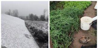 Городники порадили рослини, які у грудні вирощують у теплиці