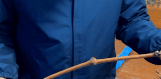 Виноградарі порадили, як правильно зберігати чубуки до весни