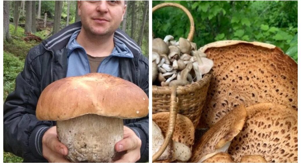 Я йшла по галявині й бурмотіла, що грибів немає… поки не побачила їх: ТОП-4 грибів-велетнів у наших лісах 