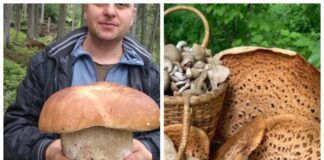 Грибники назвали ТОП-4 грибів-велетнів українських лісів