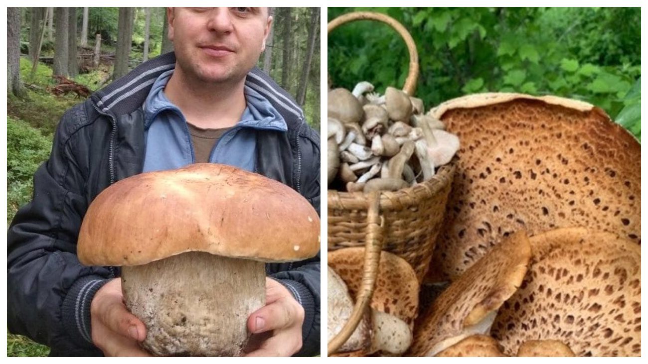Грибники назвали ТОП-4 грибів-велетнів українських лісів