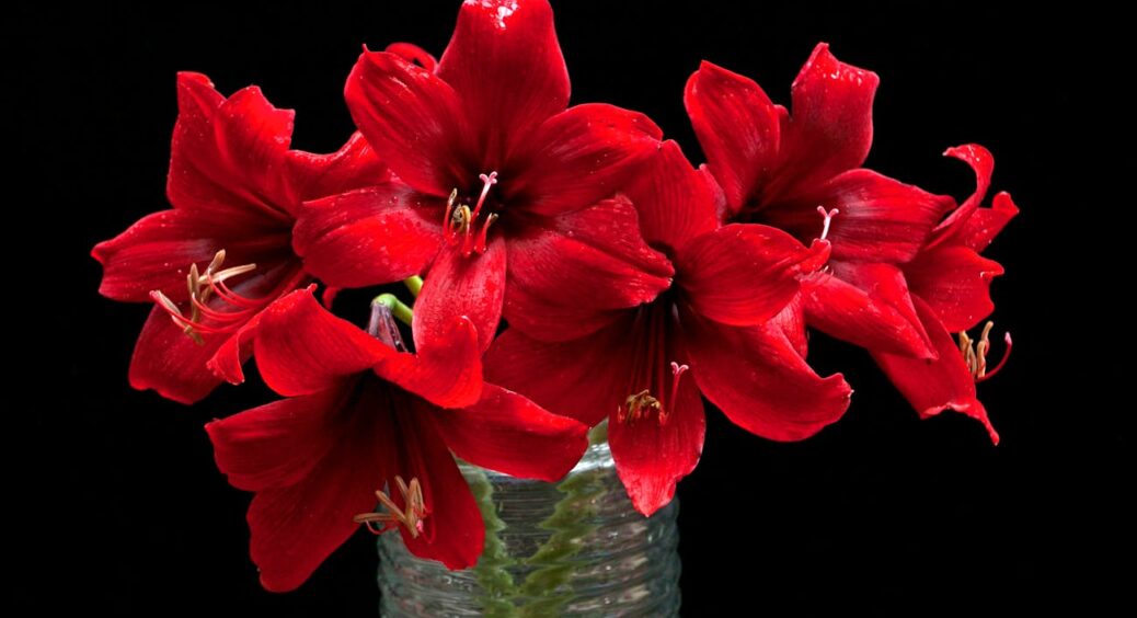 Посадила амариліс взимку — і вже за 4 тижні він зацвів: як доглядати квітку у кімнаті, щоб вона довго тішила 