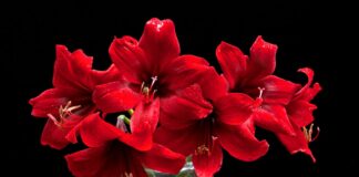 Квітникарі порадили, як доглядати амариліс взимку