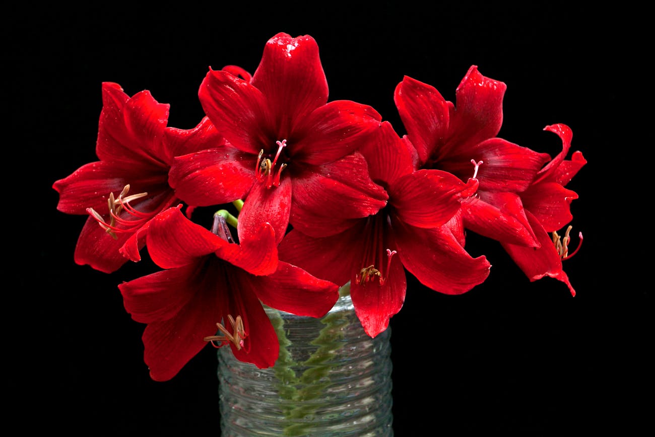 Квітникарі порадили, як доглядати амариліс взимку