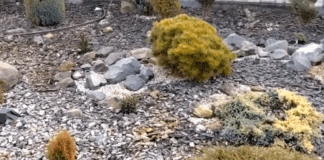 Квітникарі розповіли про квіти, що прикрашають клумби взимку