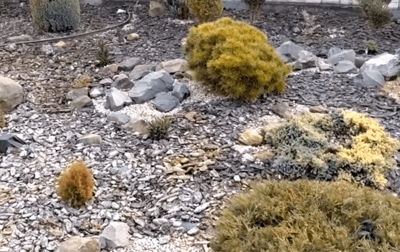 Квітникарі розповіли про квіти, що прикрашають клумби взимку