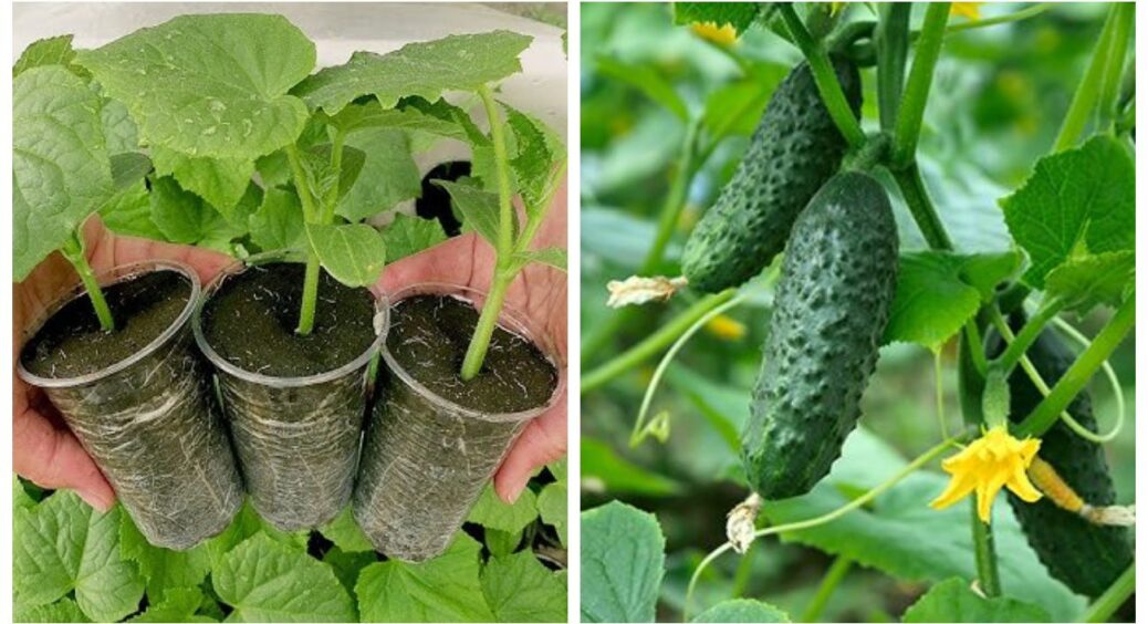 Без плівки, без конструкцій: мій спосіб вирощування огірків через розсаду. Розповідаю, як це зробити 