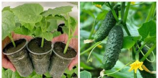 Городники розповіли про найкращий сорт огірків для городу