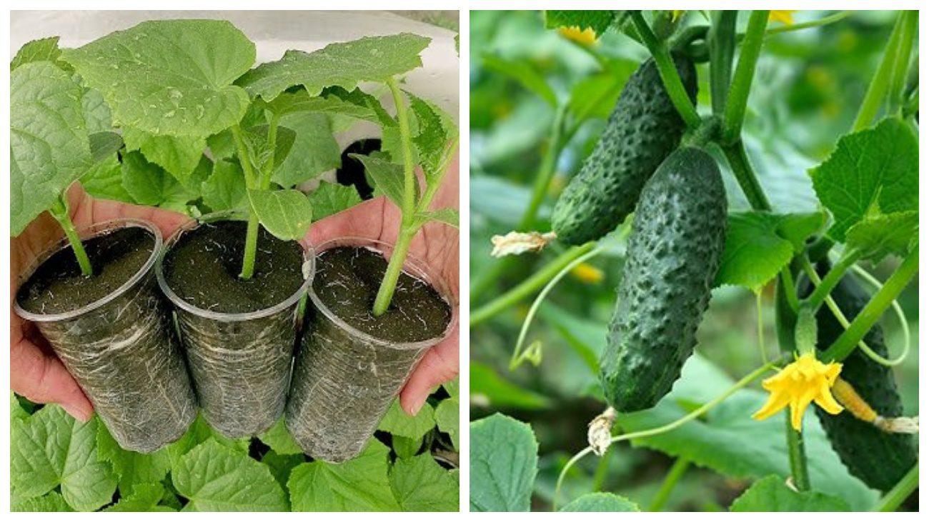 Городники розповіли, як виростити огірки через розсаду