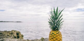 Експерти поділилися методами вирощування ананаса