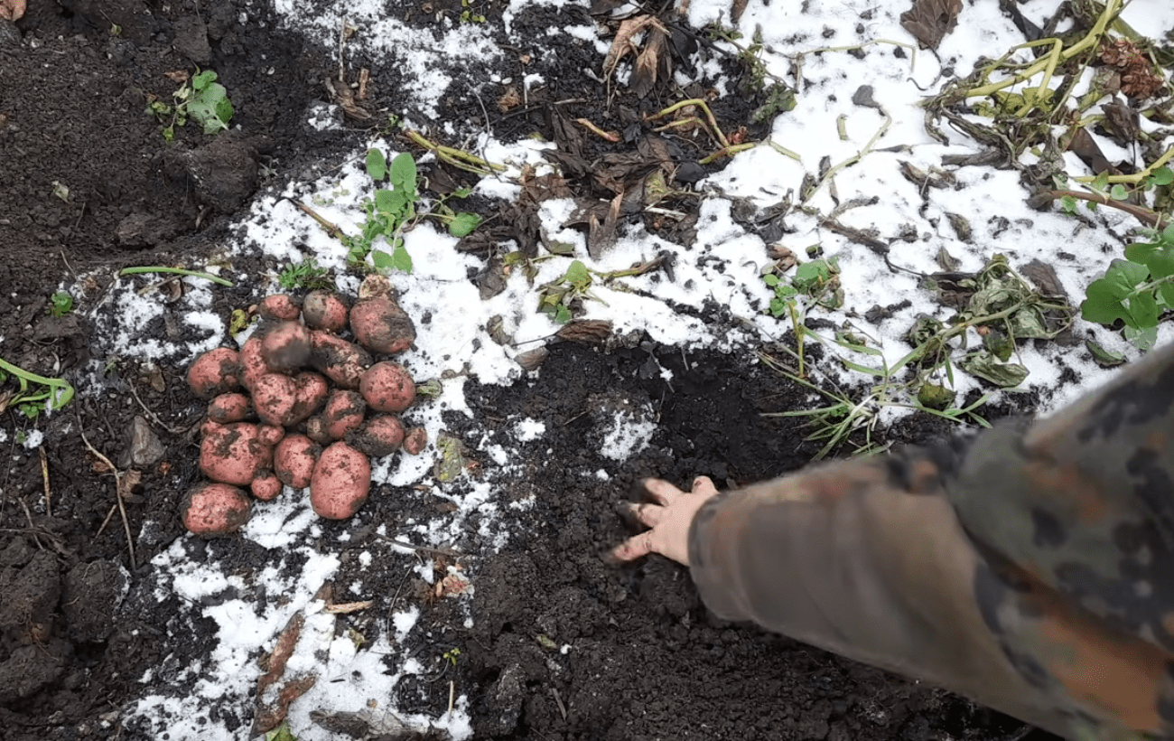 Городники поділилися цікавим експериментом пізньої посадки картоплі