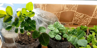 Квітникарі поділилися методами заготівлі живців троянди