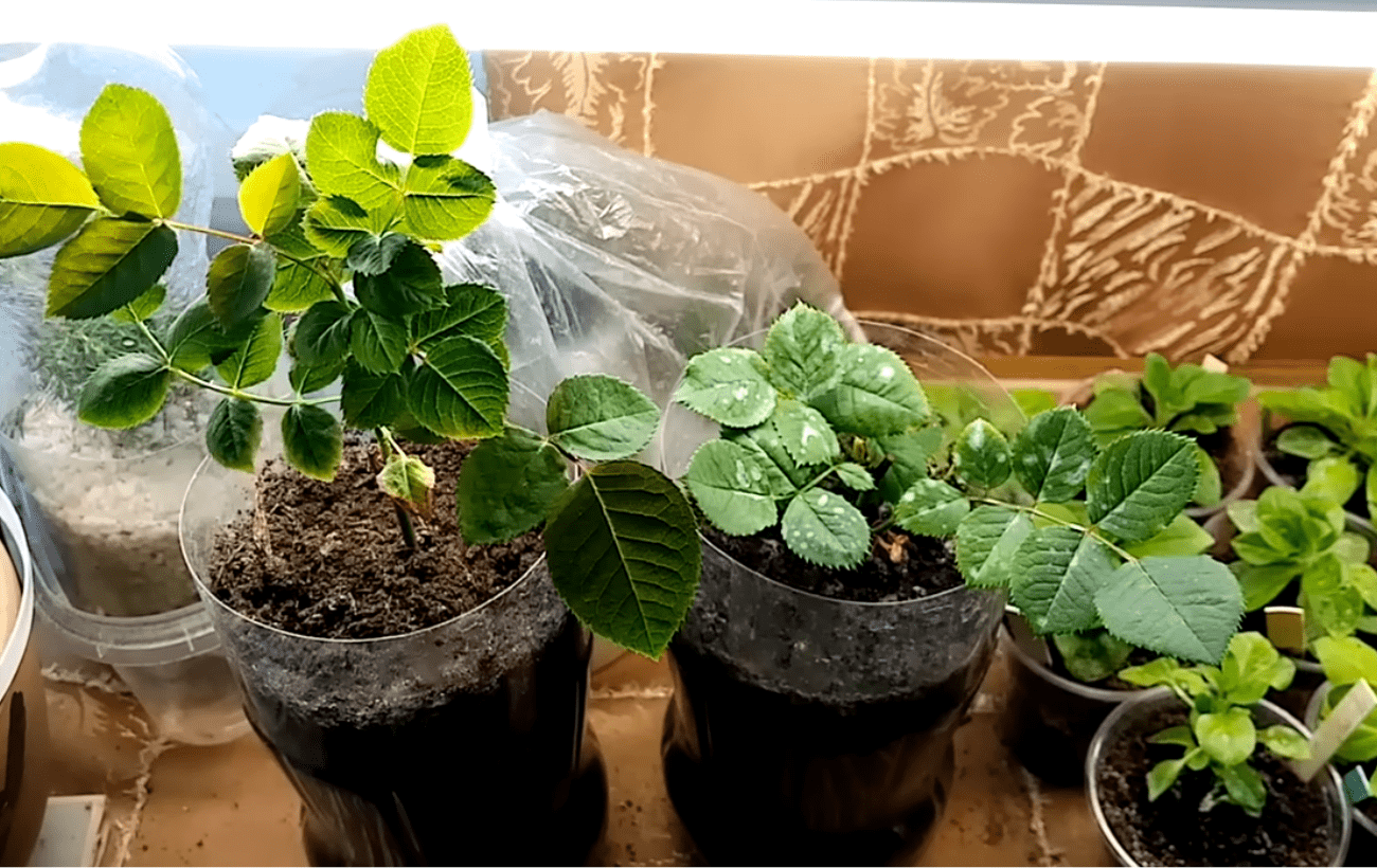 Квітникарі поділилися методами заготівлі живців троянди