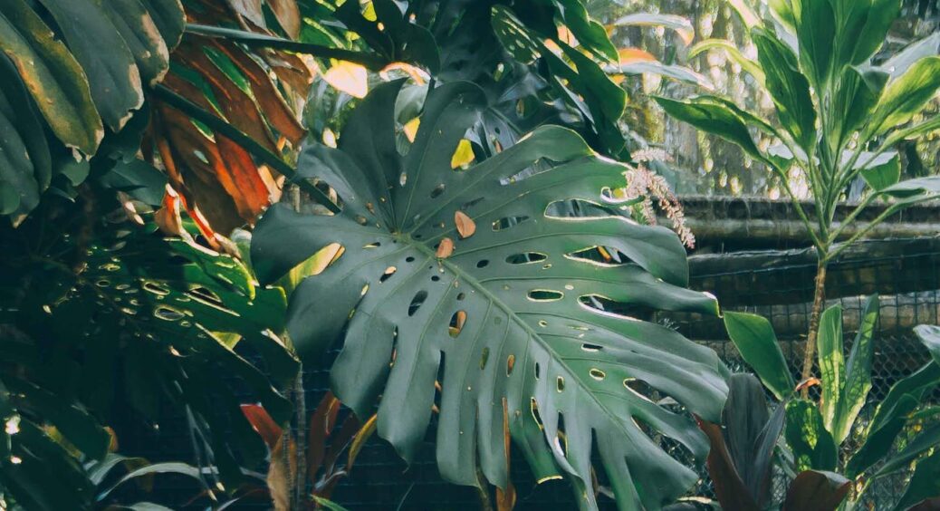 Моє підвіконня більше схоже на тропіки: 4 екзотичні рослини, які я виростила власноруч із кісточок 