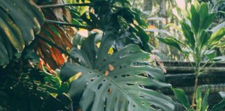 Садівники розповіли, які екзотичні рослини можна виростити з кісточок