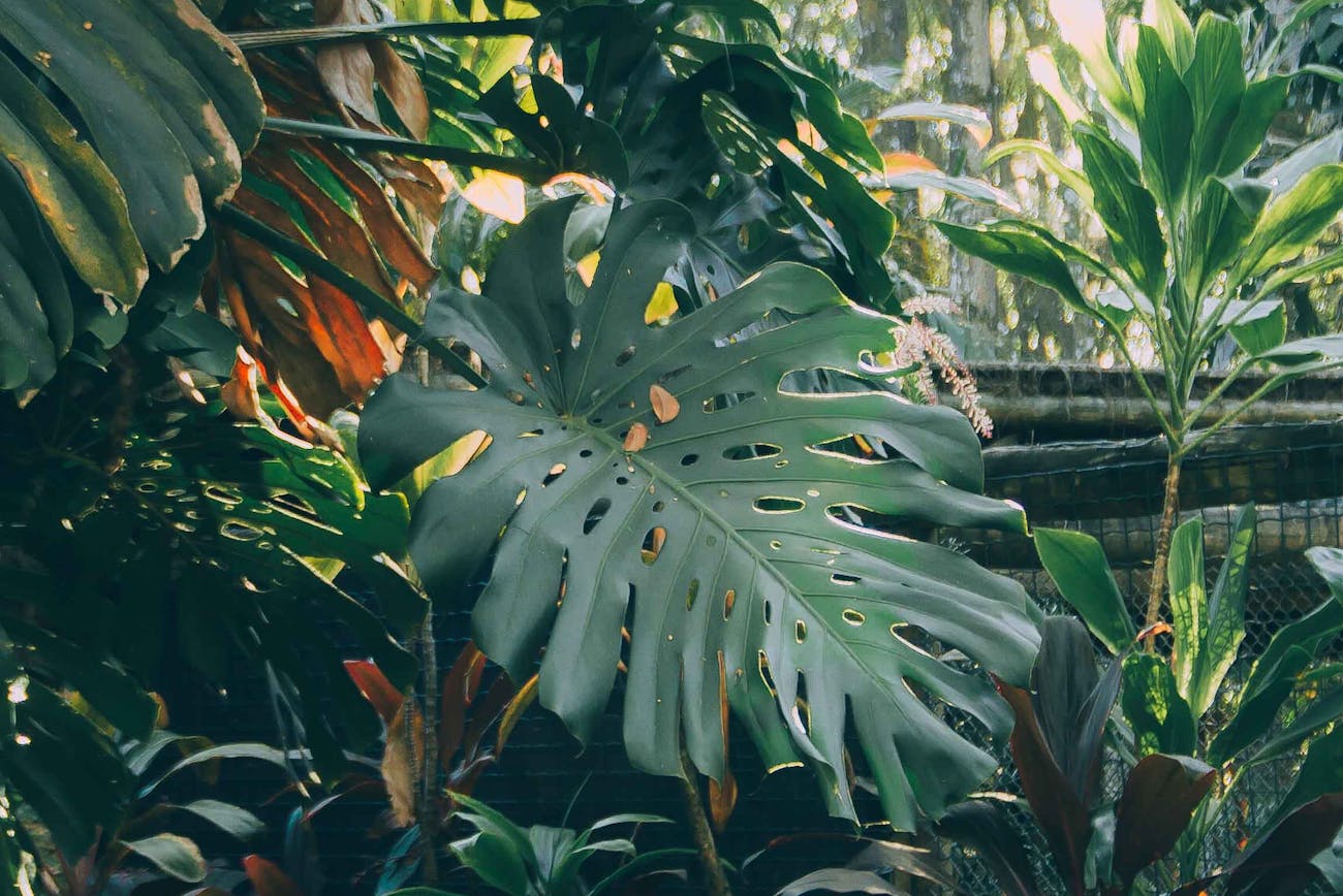 Садівники розповіли, які екзотичні рослини можна виростити з кісточок