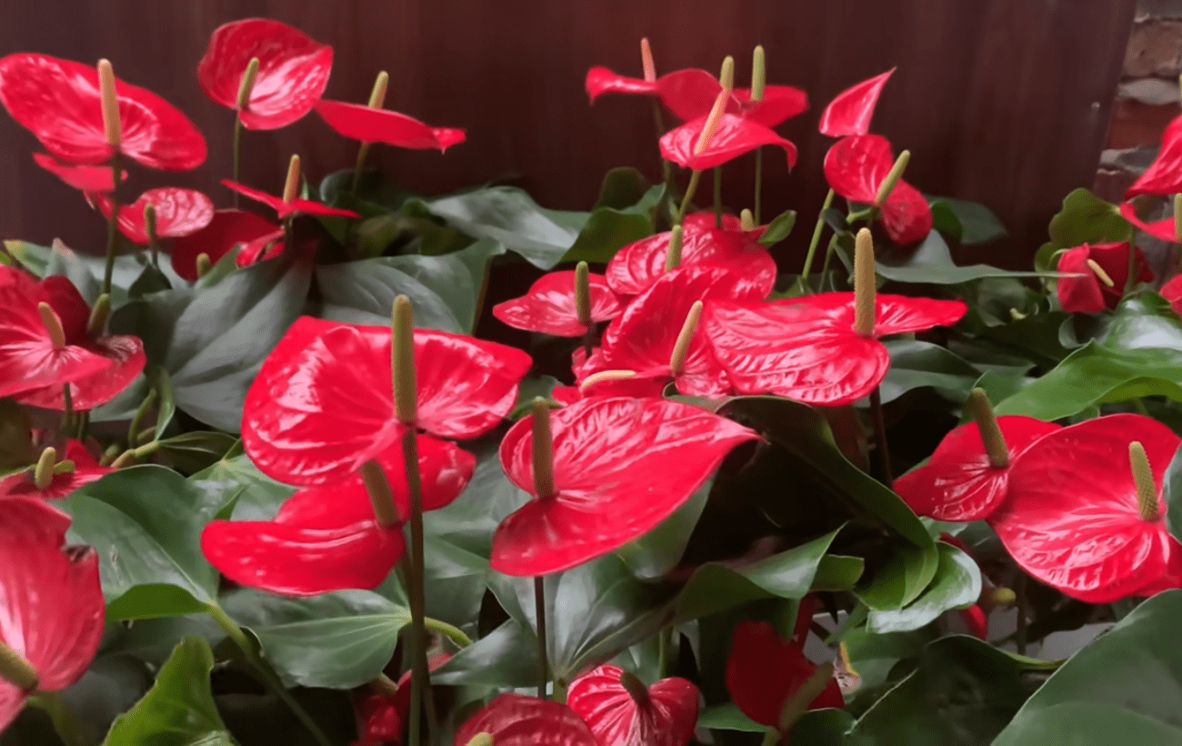 Квітникарі порадили засіб для цвітіння антуріума