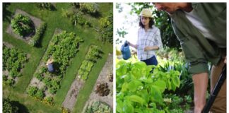 Садівники порадили, які рослини не варто висаджувати в саду