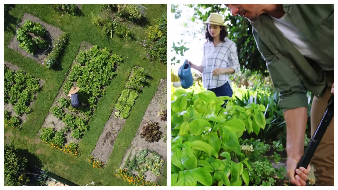 Садівники порадили, які рослини не варто висаджувати в саду