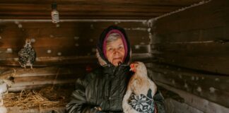 Експерти розповіли, як швидко обігріти курник взимку