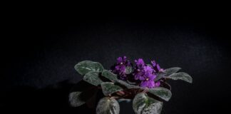 Квітникарі розповіли про помилки при вирощуванні кімнатних фіалок