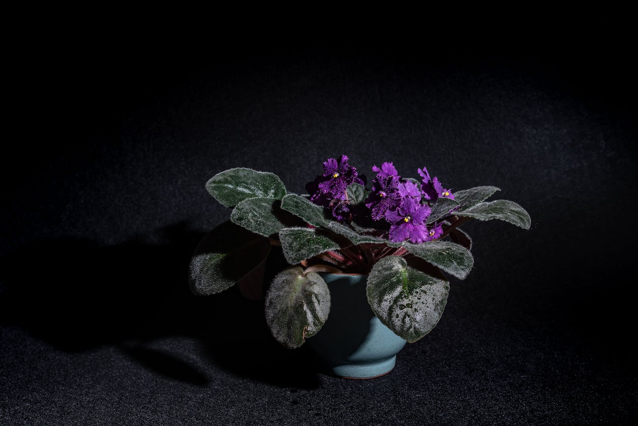 Квітникарі розповіли про помилки при вирощуванні кімнатних фіалок