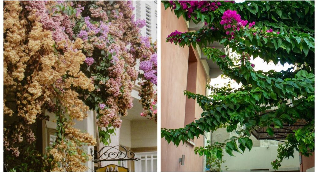 Хочете паркан як з глянцевого журналу — запасайтеся насінням зараз: 4 ліани, від яких не відірвати очей 