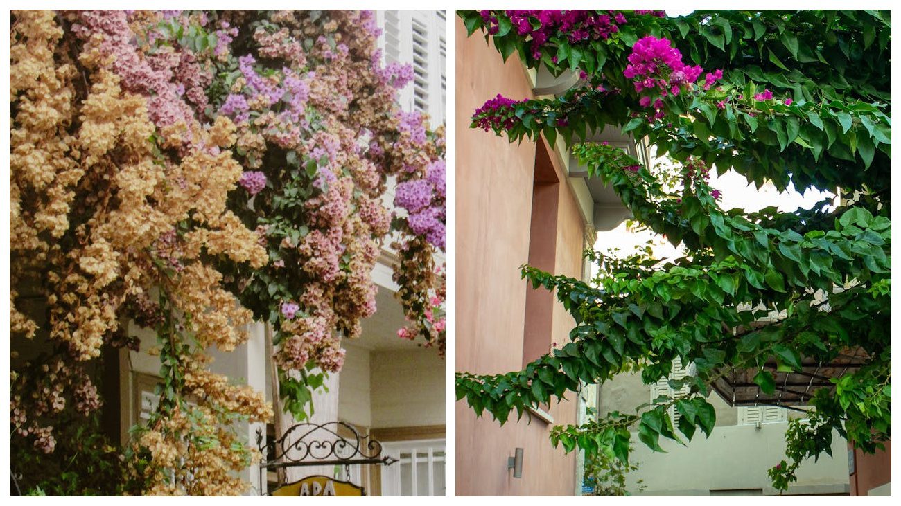 Квітникарі порадили ліани для прикрашання паркану