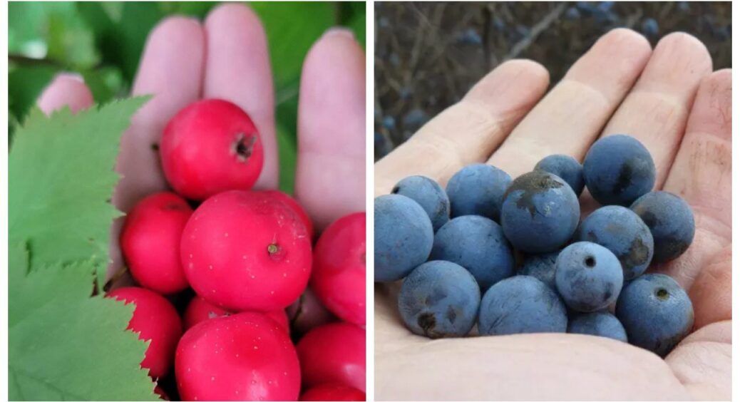 Я не думала, що дикороси знову стануть трендом: тепер терен і глід у мене в коморі, як зірки гастрономії 