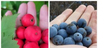 Експерти розповіли, чому варто вживати терен та глід