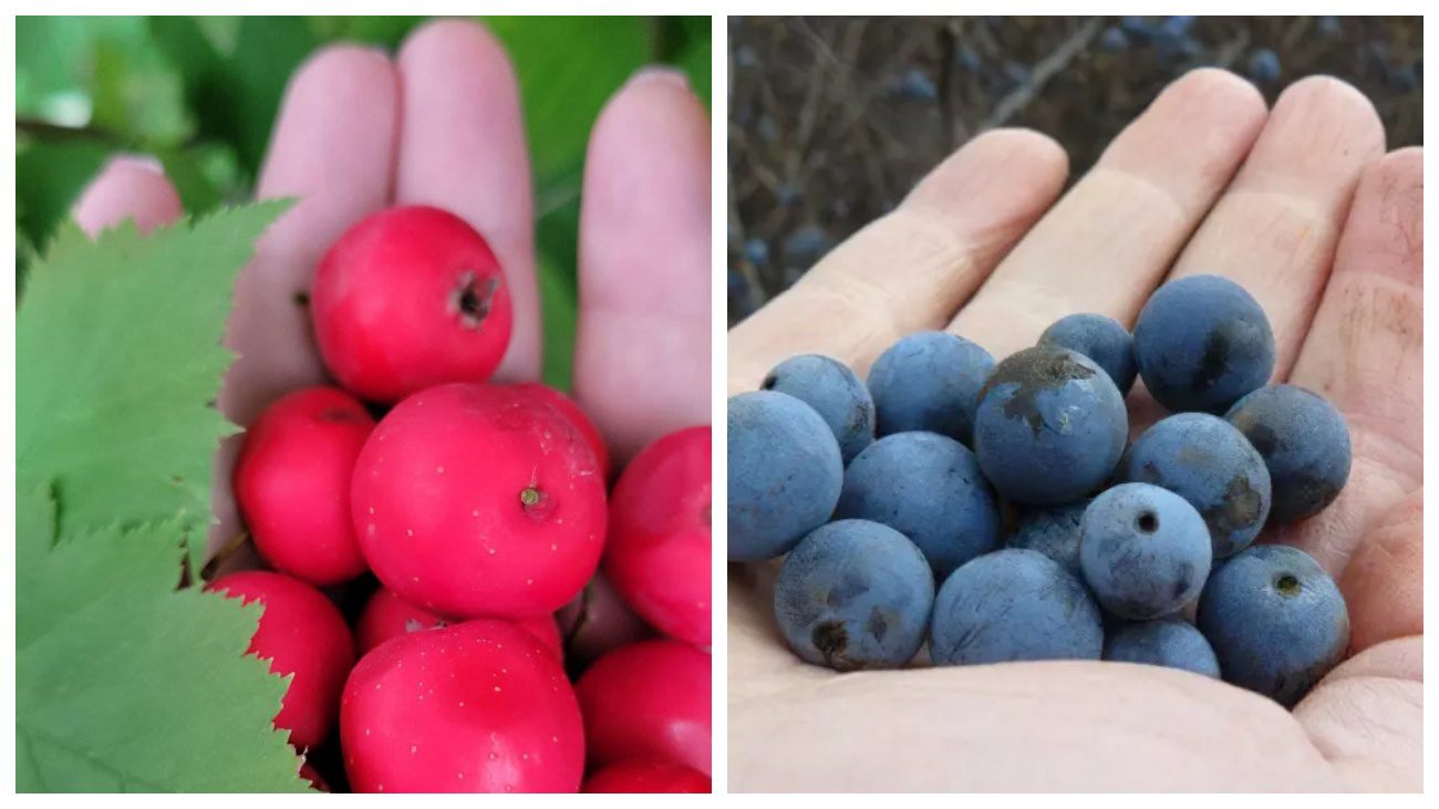 Експерти розповіли, чому варто вживати терен та глід