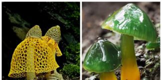 Експерти розповіли про незвичайні види грибів на планеті