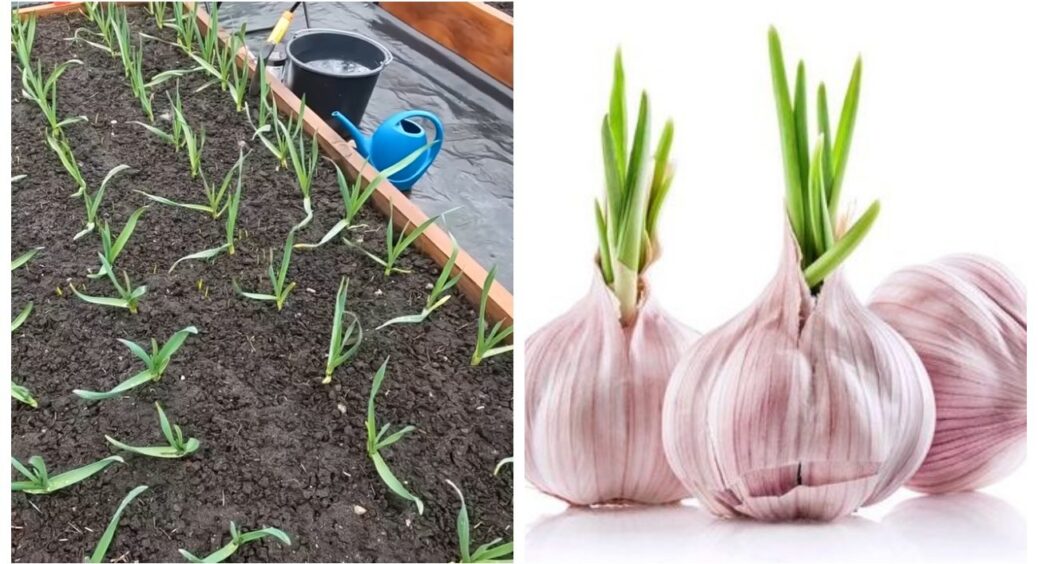 Поки є час і спокій, опановую часникову науку: розкладаю по поличках, чим годувати озимий часник навесні 