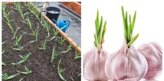 Городники порадили, чим підживити озимий часник навесні