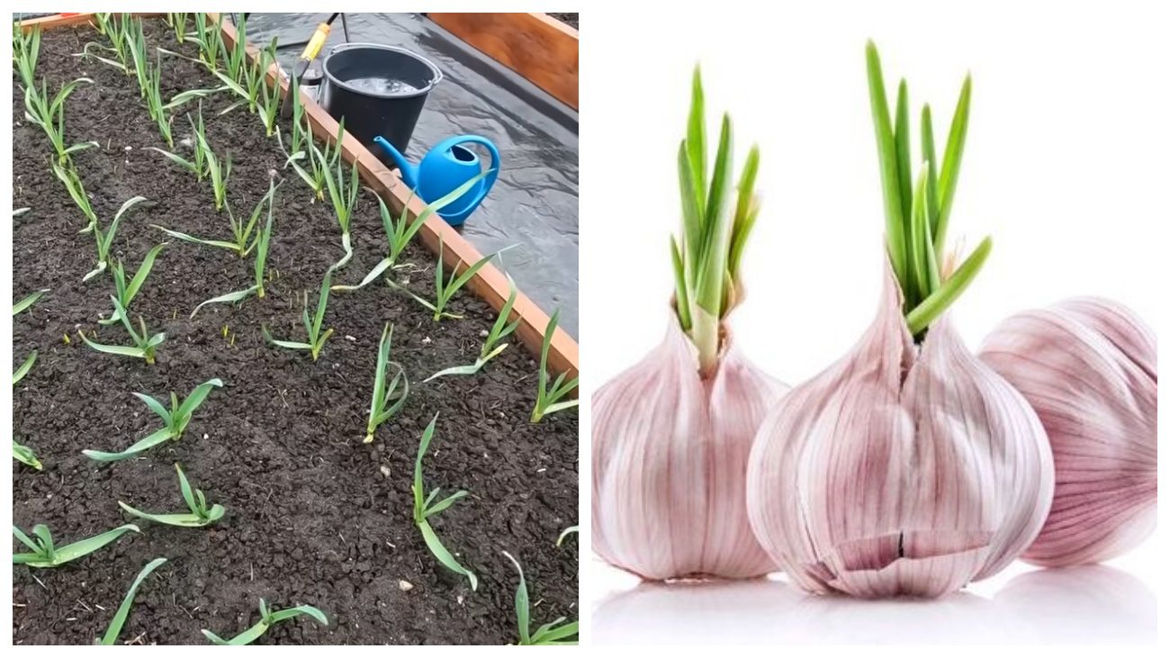 Городники порадили, чим підживити озимий часник навесні