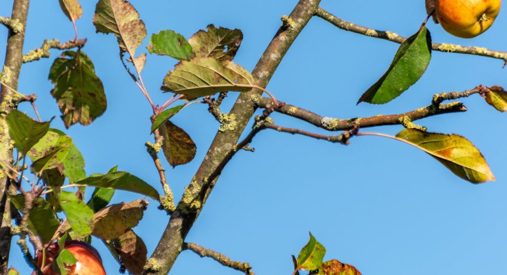 Побачила сліди на яблунях й не одразу впізнала винуватця, але тепер знаю: що робити з буйволовидною цикадкою 
