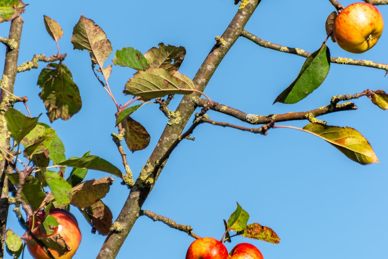 Садівники розповіли, як захистити яблуні від буйволовидної цикадки