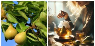 Експерти розповіли про корисні властивості чаю з гілок груші