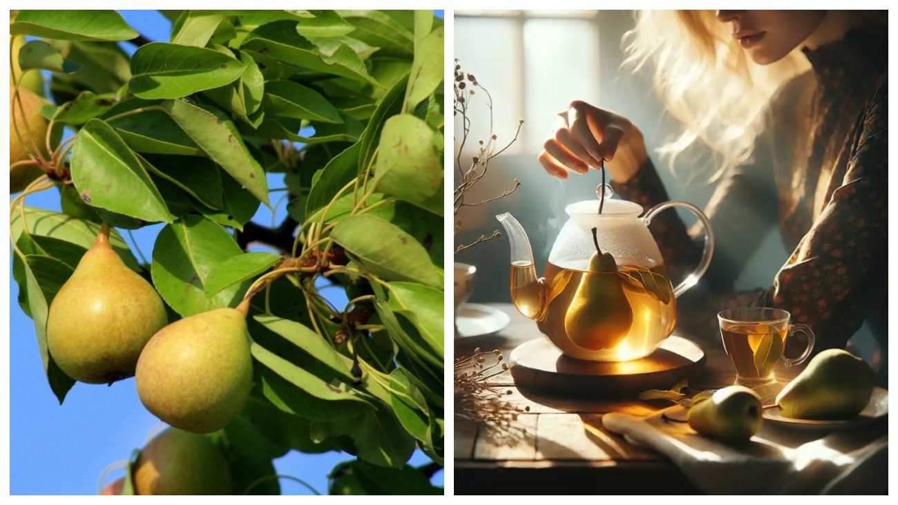 Експерти розповіли про корисні властивості чаю з гілок груші